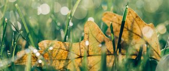 Осенний лист на зеленой травке